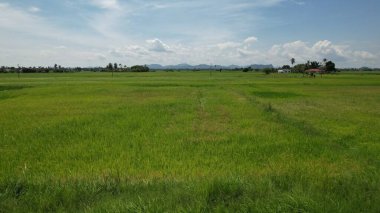 Kedah ve Perlis 'in Paddy Rice Tarlaları, Malezya