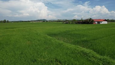 Kedah ve Perlis 'in Paddy Rice Tarlaları, Malezya