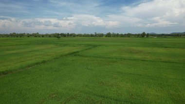 Kedah ve Perlis 'in Paddy Rice Tarlaları, Malezya