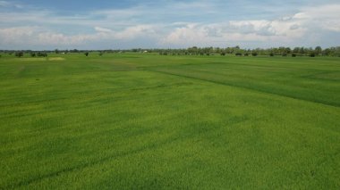 Kedah ve Perlis 'in Paddy Rice Tarlaları, Malezya