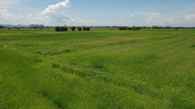 Kedah ve Perlis 'in Paddy Rice Tarlaları, Malezya