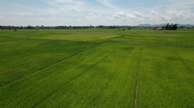 Kedah ve Perlis 'in Paddy Rice Tarlaları, Malezya