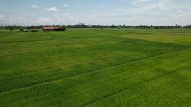Kedah ve Perlis 'in Paddy Rice Tarlaları, Malezya