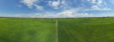 Kedah ve Perlis 'in Paddy Rice Tarlaları, Malezya