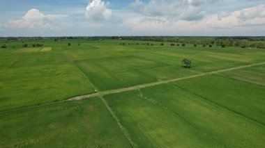 Kedah ve Perlis 'in Paddy Rice Tarlaları, Malezya