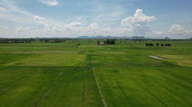 Kedah ve Perlis 'in Paddy Rice Tarlaları, Malezya