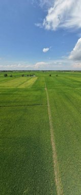 Kedah ve Perlis 'in Paddy Rice Tarlaları, Malezya