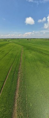 Kedah ve Perlis 'in Paddy Rice Tarlaları, Malezya