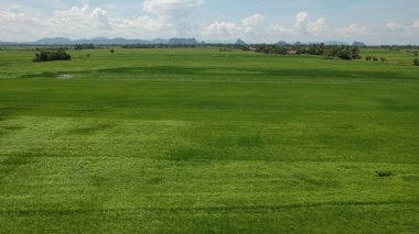 Kedah ve Perlis 'in Paddy Rice Tarlaları, Malezya