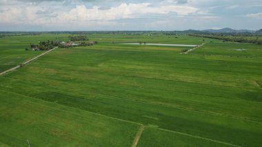 Kedah ve Perlis 'in Paddy Rice Tarlaları, Malezya