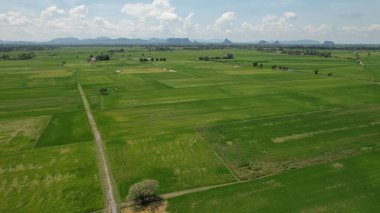 Kedah ve Perlis 'in Paddy Rice Tarlaları, Malezya