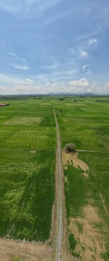 Kedah ve Perlis 'in Paddy Rice Tarlaları, Malezya