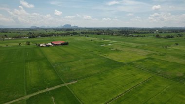 Kedah ve Perlis 'in Paddy Rice Tarlaları, Malezya