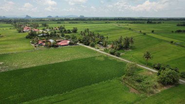 Kedah ve Perlis 'in Paddy Rice Tarlaları, Malezya