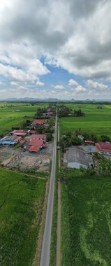 Kedah ve Perlis 'in Paddy Rice Tarlaları, Malezya