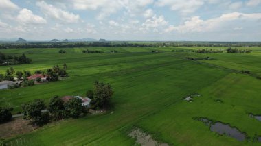 Kedah ve Perlis 'in Paddy Rice Tarlaları, Malezya