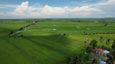 Kedah ve Perlis 'in Paddy Rice Tarlaları, Malezya