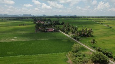 Kedah ve Perlis 'in Paddy Rice Tarlaları, Malezya
