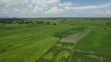 Kedah ve Perlis 'in Paddy Rice Tarlaları, Malezya