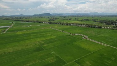 Kedah ve Perlis 'in Paddy Rice Tarlaları, Malezya