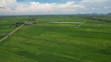 Kedah ve Perlis 'in Paddy Rice Tarlaları, Malezya