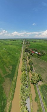 Kedah ve Perlis 'in Paddy Rice Tarlaları, Malezya