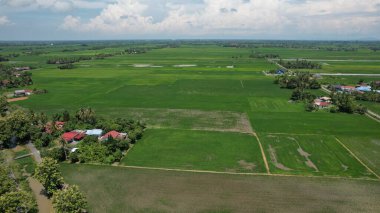 Kedah ve Perlis 'in Paddy Rice Tarlaları, Malezya