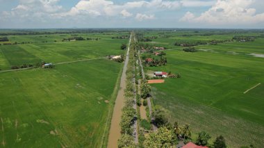 Kedah ve Perlis 'in Paddy Rice Tarlaları, Malezya