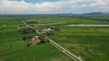 Kedah ve Perlis 'in Paddy Rice Tarlaları, Malezya