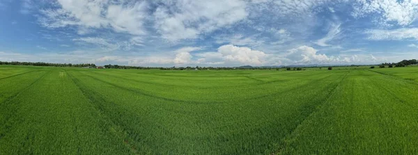 Campos Arroz Paddy Kedah Perlis Malásia — Fotografia de Stock