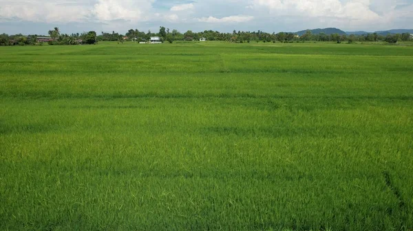 Paddy Rice Fields Kedah Perlis Μαλαισία — Φωτογραφία Αρχείου