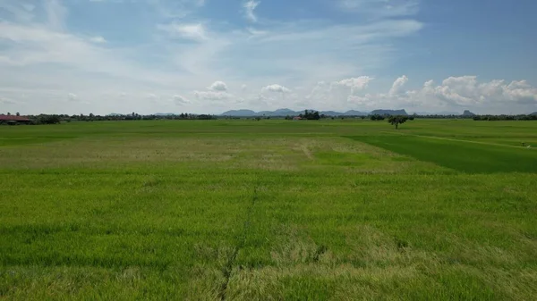 Paddy Rice Fields Kedah Perlis Малайзия — стоковое фото