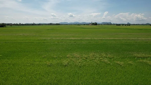 Pola Ryżowe Paddy Kedah Perlis Malezja — Zdjęcie stockowe