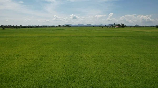 Kedah Perlis Paddy Rice Tarlaları Malezya — Stok fotoğraf