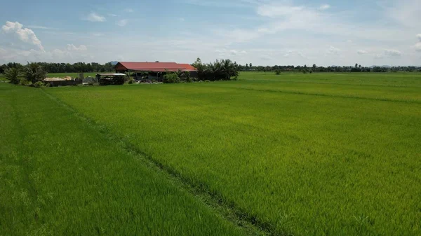 Pola Ryżowe Paddy Kedah Perlis Malezja — Zdjęcie stockowe