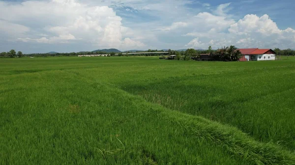 Paddy Rice Fields Kedah Perlis Malaysia —  Fotos de Stock