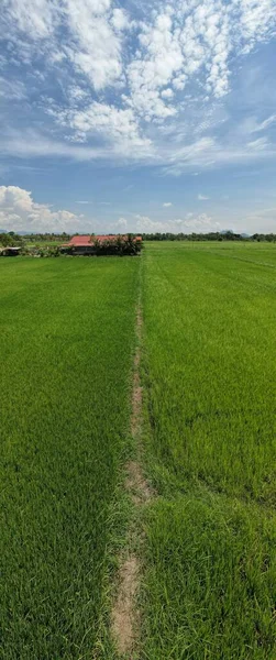 Paddy Rice Fields Kedah Perlis Malaysia — Stock Photo, Image