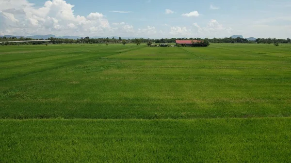 Paddy Rice Fields Kedah Perlis Malaysia — Stock Photo, Image