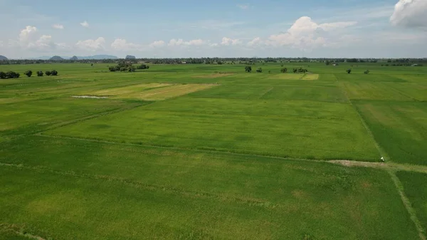 Kedah Perlis Paddy Rice Tarlaları Malezya — Stok fotoğraf