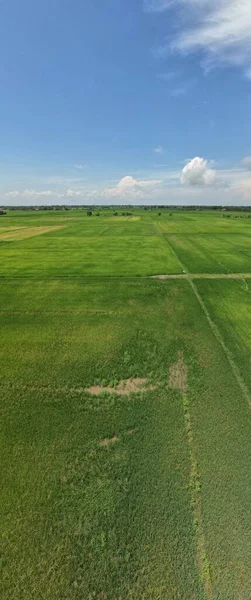 Campos Arroz Paddy Kedah Perlis Malásia — Fotografia de Stock