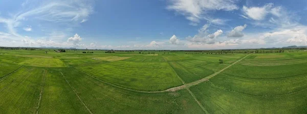 Paddy Rice Fields Kedah Perlis Malaysia — Stockfoto