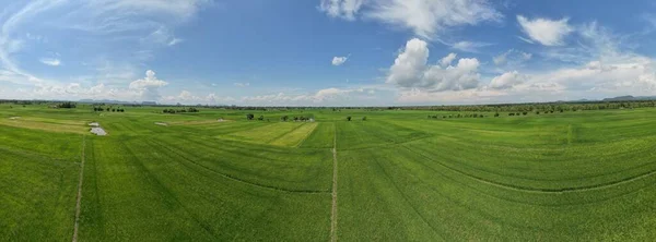 Paddy Rice Fields Kedah Perlis Malaysia — Stockfoto