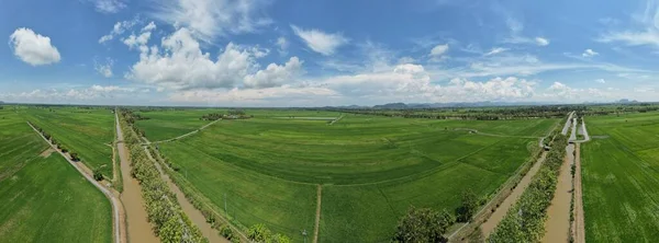 Die Reisfelder Von Kedah Und Perlis Malaysia — Stockfoto