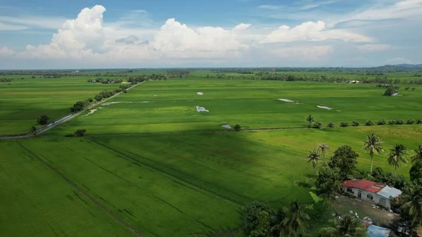 Kedah ve Perlis 'in Paddy Rice Tarlaları, Malezya