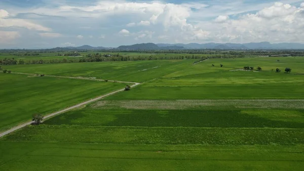 Die Reisfelder Von Kedah Und Perlis Malaysia — Stockfoto