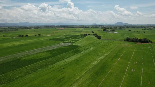 Paddy Rice Fields Kedah Perlis Malaysia —  Fotos de Stock