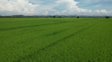 Kedah ve Perlis 'in Paddy Rice Tarlaları, Malezya