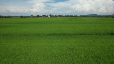 Kedah ve Perlis 'in Paddy Rice Tarlaları, Malezya