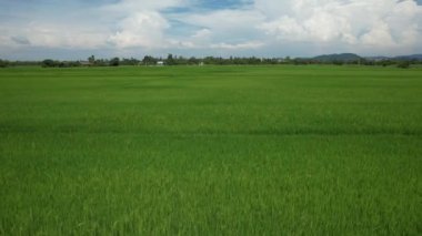 Kedah ve Perlis 'in Paddy Rice Tarlaları, Malezya