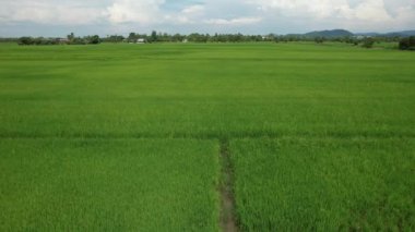 Kedah ve Perlis 'in Paddy Rice Tarlaları, Malezya